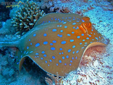 Blue Spotted Stingray | Beautiful sea creatures, Stingray, Sea animals