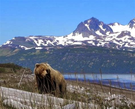 Katmai National Park | Nature hikes, Scenic, National parks