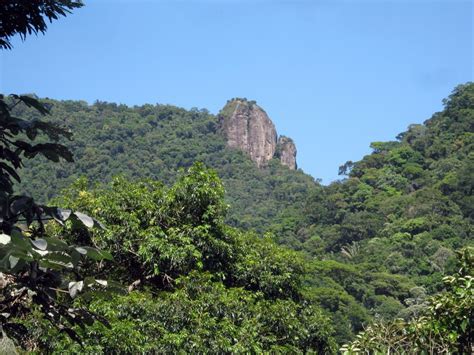 FLORESTA DA TIJUCA - UMA FLORESTA URBANA NO CORAÇÃO DO RIO! - Free ...