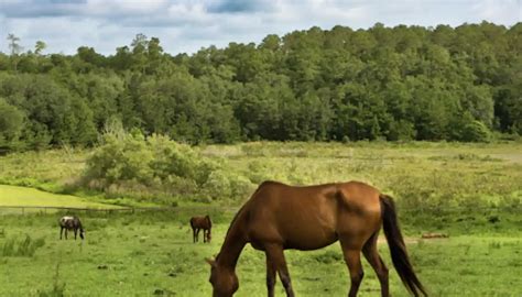 Harmony Hills: Insurance, Specializations & Photos (Altoona, Florida)