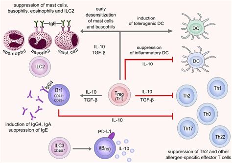 Mechanisms of allergen-specific immunotherapy - Annals of Allergy ...