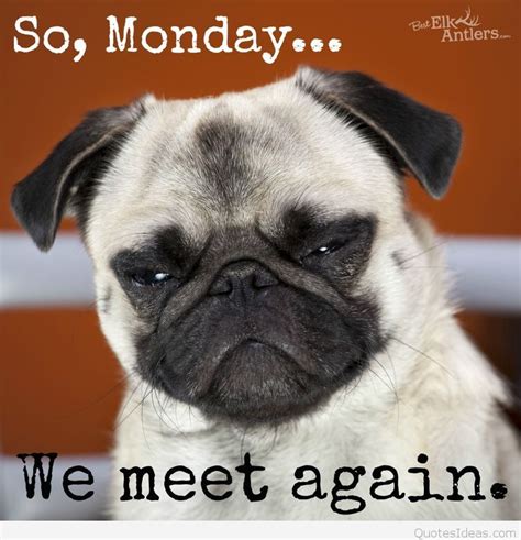 It's Monday...let's get going! - The Dog Stop