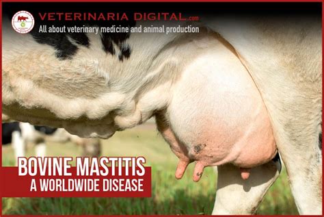 How To Prevent Mastitis In Cows - All About Cow Photos