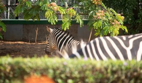 Parks in Bangalore