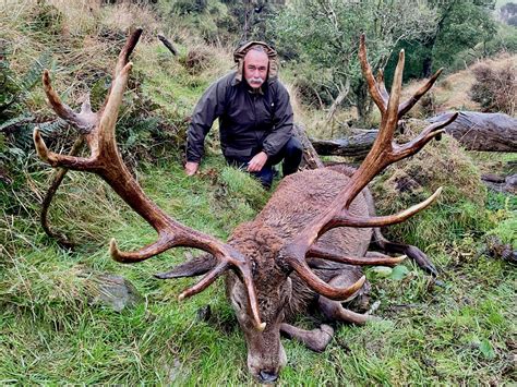 Red Stag · New Zealand Safaris