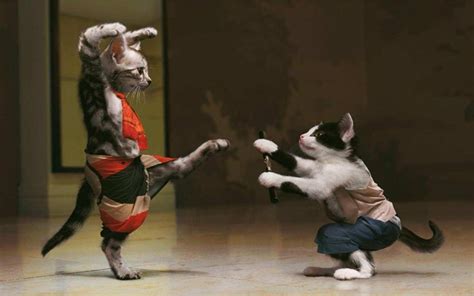 Funny Karate Cat HD HD WOWP Fond d'écran: Widescreen: haute définition: Fullscreen