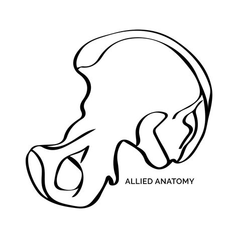 Allied anatomy | Sydney NSW