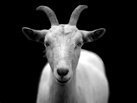 Goat Milk: Benefits and Disadvantages - HubPages