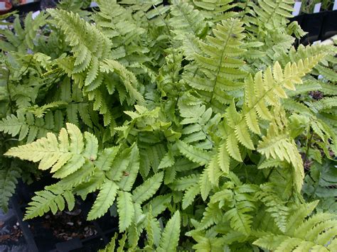 Collection of 6 different ferns for year round appeal - Plants with ...