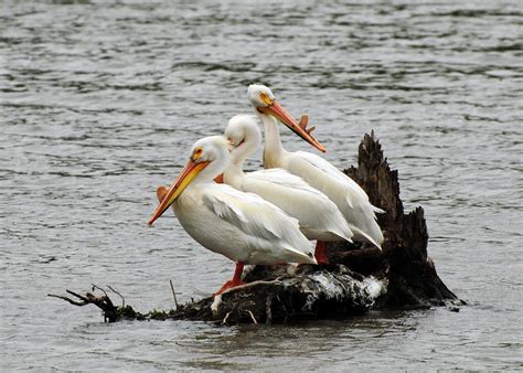 Pelican Migration 2 | Ron Ginther | Flickr