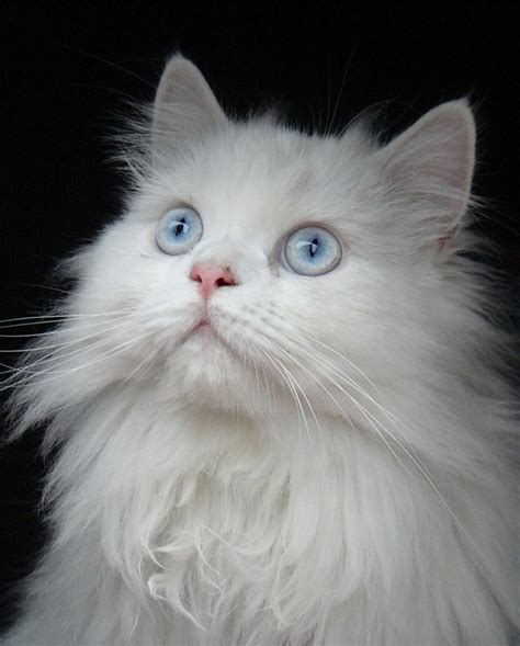 Persian Cats - The Happy Cat Site