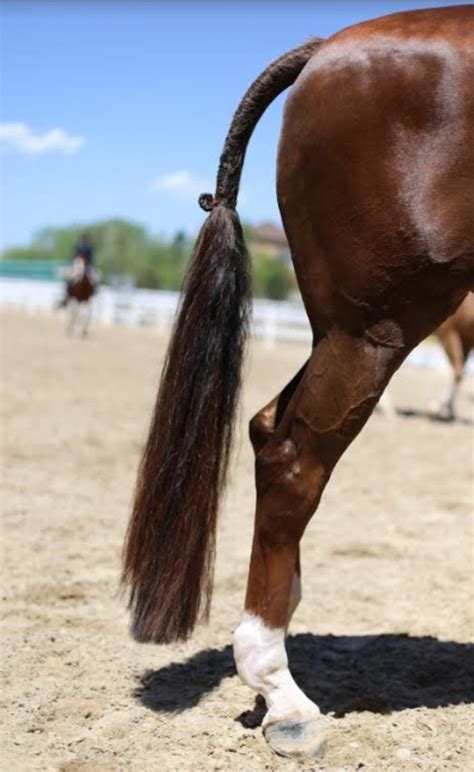 Custom Horse Hair Tail Extension 40-42 - Etsy