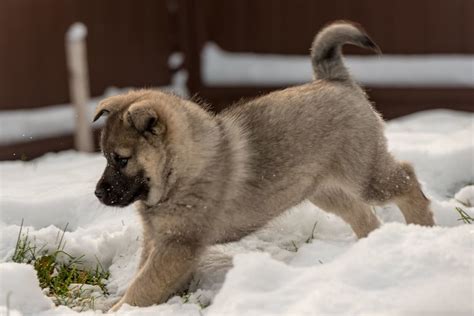 Norwegian Elkhound Puppies: What All New Owners Should Know