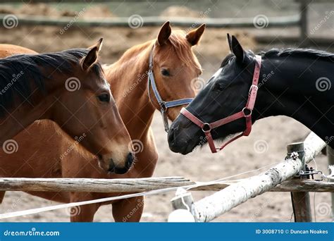 Horse Meeting Stock Photo - Image: 3008710