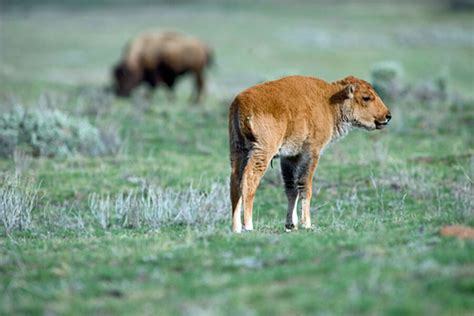 Yellowstone wildlife - CSMonitor.com