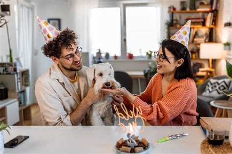 70+ Birthday Schnauzer Stock Photos, Pictures & Royalty-Free Images - iStock