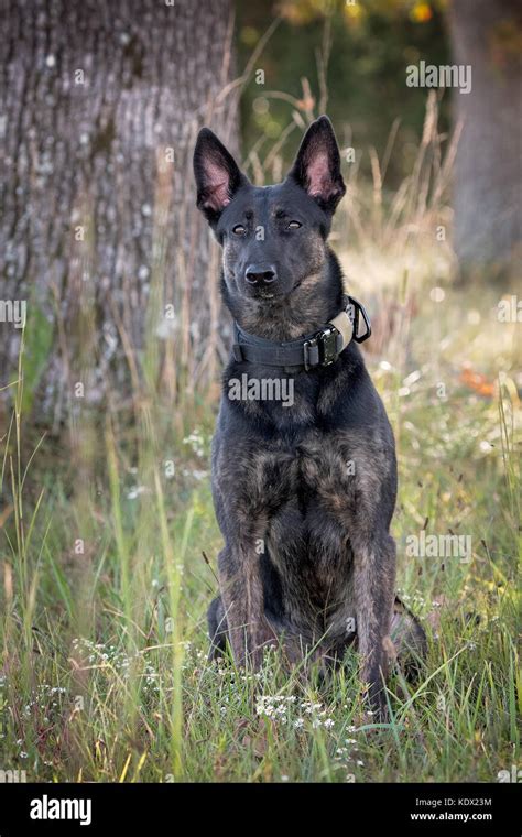 Dutch Shepherd police dog Stock Photo - Alamy