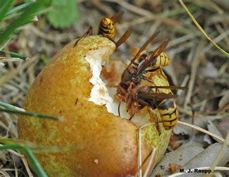 What is that giant hornet and why is it eating my tree? European hornet ...