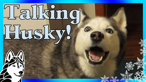 Siberian Husky and I Arguing Talking Husky Dog Throws Tantrum - YouTube