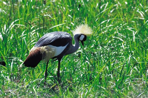 Graceful Grey Crowned Crane Free Photo Download | FreeImages