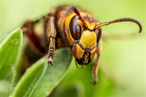 European Hornet by Russzzr | ePHOTOzine