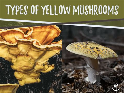 Types of Yellow Mushrooms in your Yard - Identification Tips