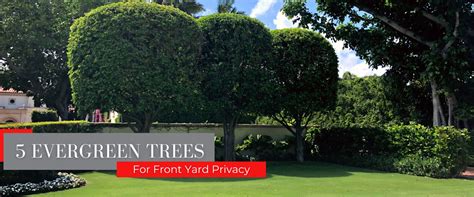 5 Evergreen Trees for Front Yard Privacy in Texas