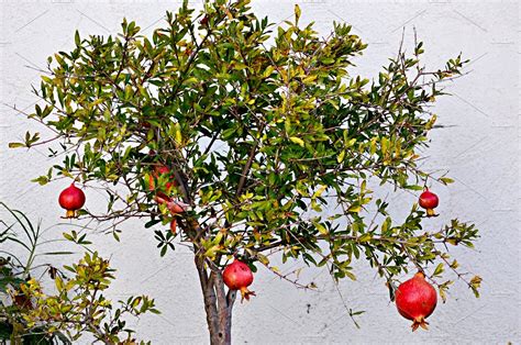 pomegranate small tree | High-Quality Nature Stock Photos ~ Creative Market