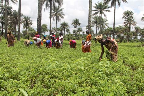 Strengthening Women's Cooperatives in Sierra Leone | Resource ...