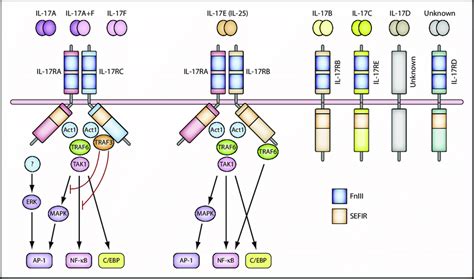 IL-17 and the IL-17 Receptor Families | Download Scientific Diagram