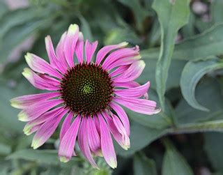 Happily twisting | Graceful Green Twister echinacea forms ta… | Flickr