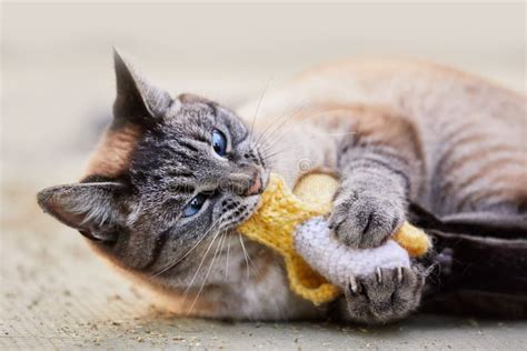 A Funny Cat Holding a Catnip Banana Toy and Biting it Stock Image - Image of domestic, relaxed ...