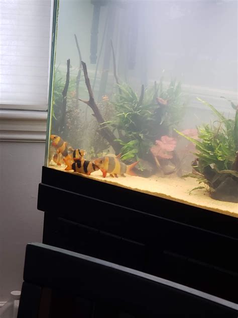 Offering Five Clown Loaches to a Good Home | Aquatic Plant Forum