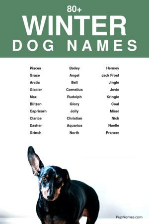 60+ Winter Dog Names For Girls (+ Meanings) | PupNames.com™