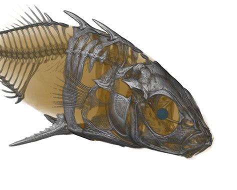 Three spined stickleback, showing body armour and skeleton.