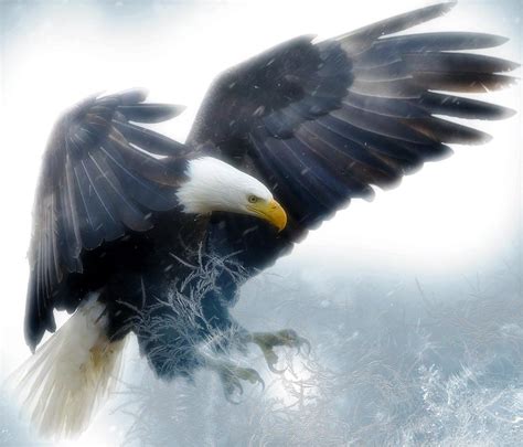 The Ultimate Guide To Eagle Symbolism & Meaning