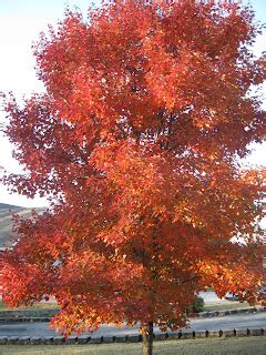 My Country Heaven Cottage: My Beautiful "ORANGE LEAF" Maple Tree