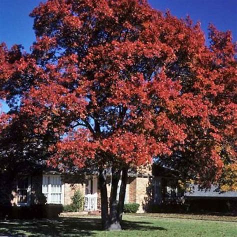 Quercus Shumardii - Shumard Oak - Tidewater Trees