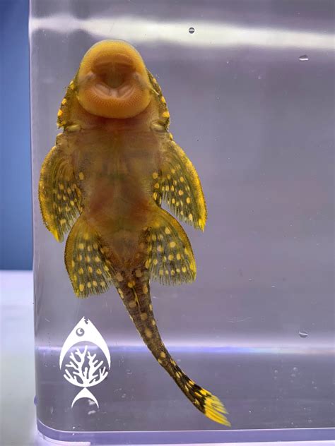 Gold Nugget Pleco - Marine Warehouse Aquarium