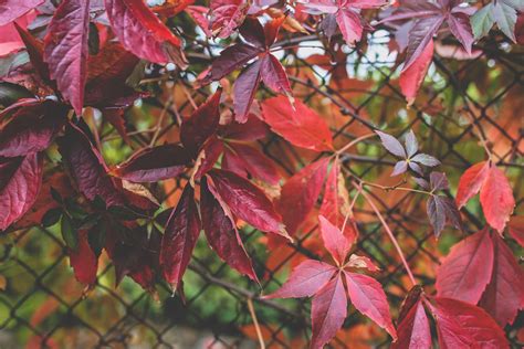 Red Maple Leaves Photos, Download The BEST Free Red Maple Leaves Stock ...