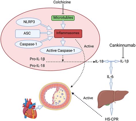 Frontiers | Colchicine for Coronary Artery Disease: A Review