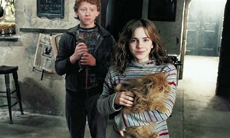 Hermione's Crookshanks Might Have Connected Her To The Potters Before ...