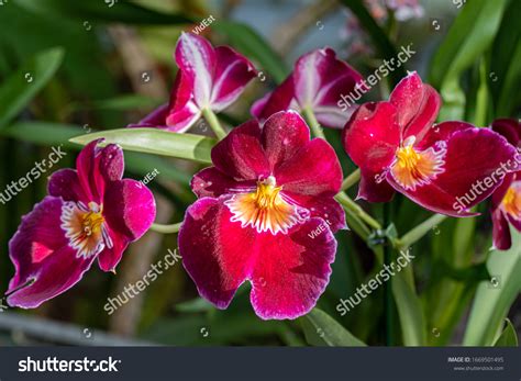 782 Orchid miltonia Images, Stock Photos & Vectors | Shutterstock