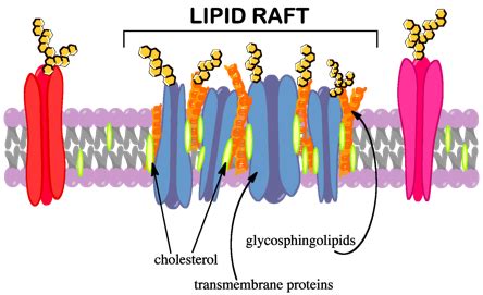 Glycolipids | Function, Structure & Location - Lesson | Study.com