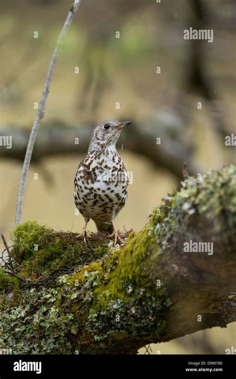 Thrush nest uk hi-res stock photography and images - Alamy