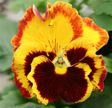 Pansies - Happy Faces of Fall - Becky's Favorite Things Pansies Flowers ...