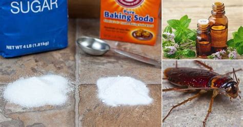 How to Get Rid of Cockroaches | Home Remedies ⋆ Bright Stuffs