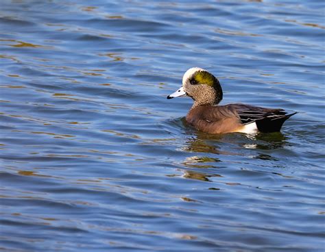 American Wigeon (male).jpg | BirdForum