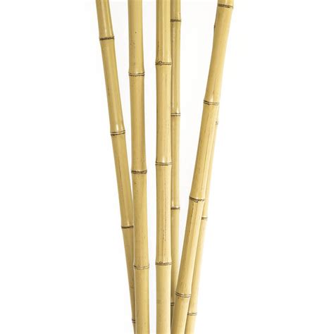 Bamboo Stick Png