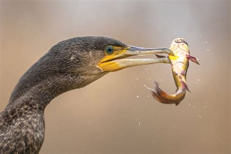 Bill gives US farmers power against fish-eating birds - Aquaculture ...